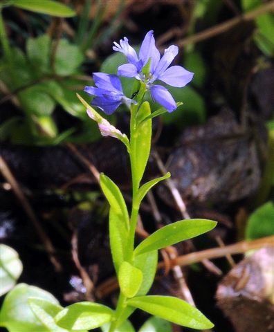 Fiore di montagna azzurro - Polygala sp.